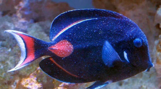 Image of a Tang with Velvet