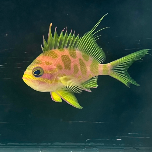 Anthias