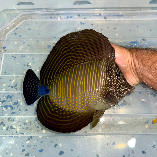 Red Sea Desjardini Tang 9”(Zebrasoma desjardini)