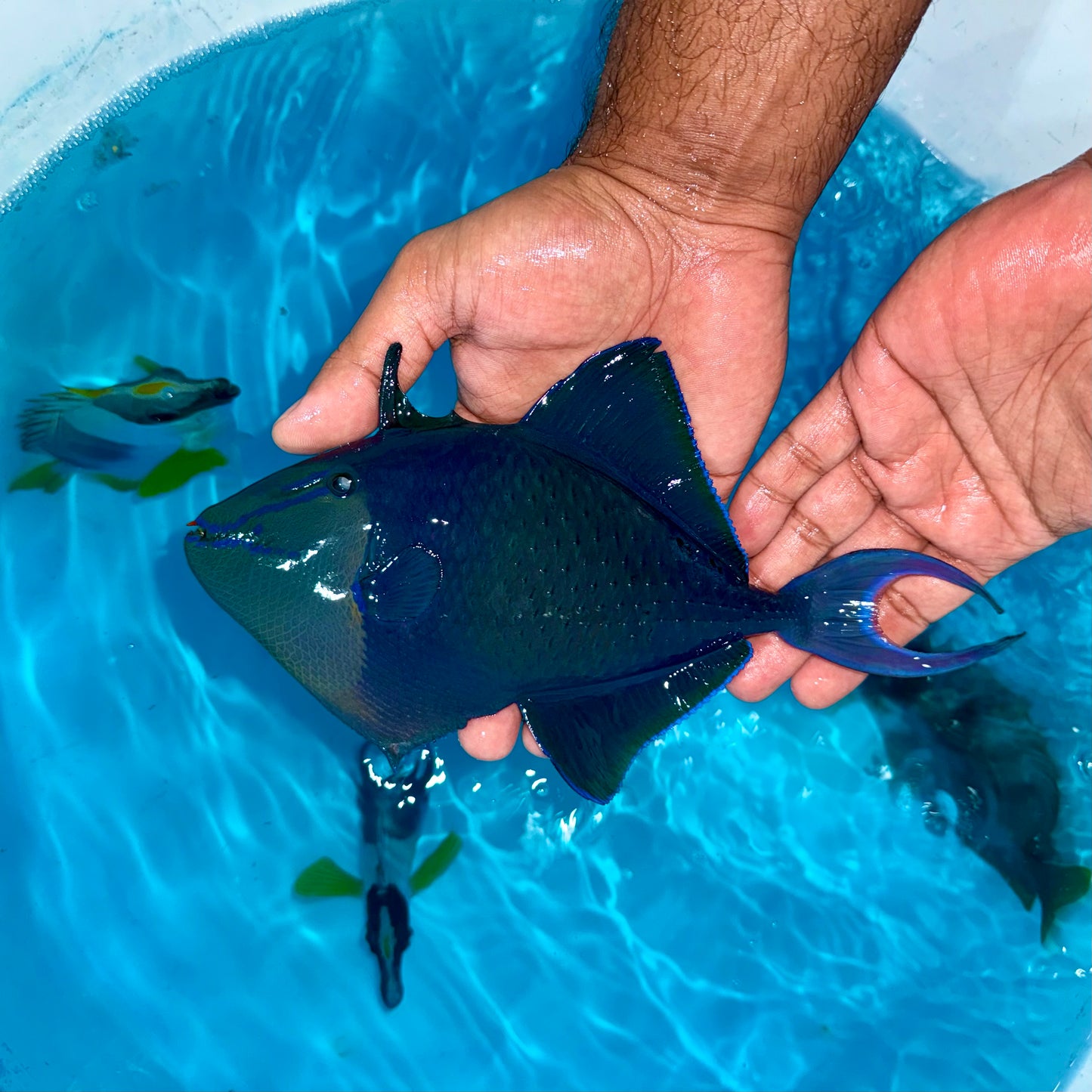 Niger trigger 9-10” (Odonus niger)