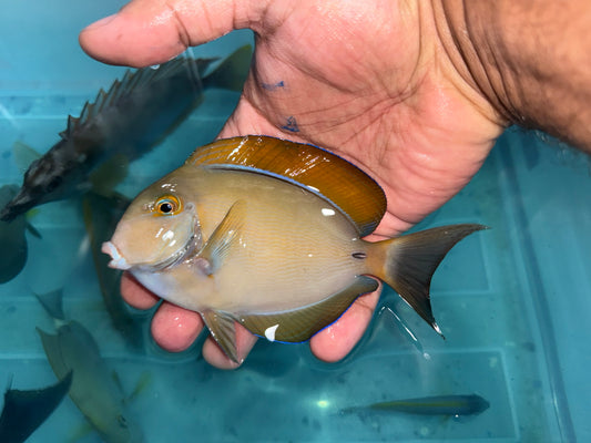 Bariene Tang 4-5" (Acanthurus bariene)