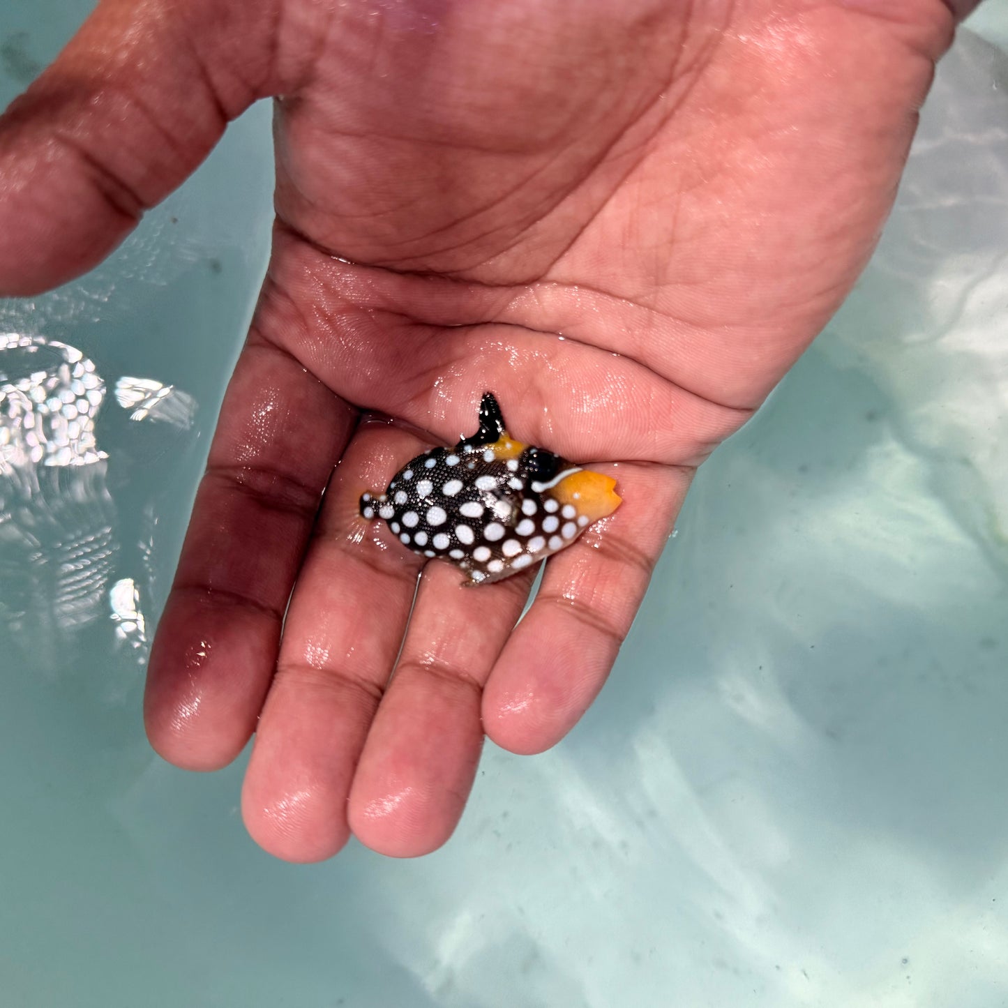 Clown trigger 1.5” (Balistoides conspicillum)