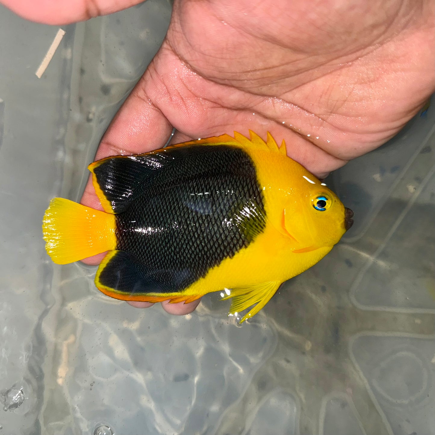 Rock Beauty Angelfish 4-5”