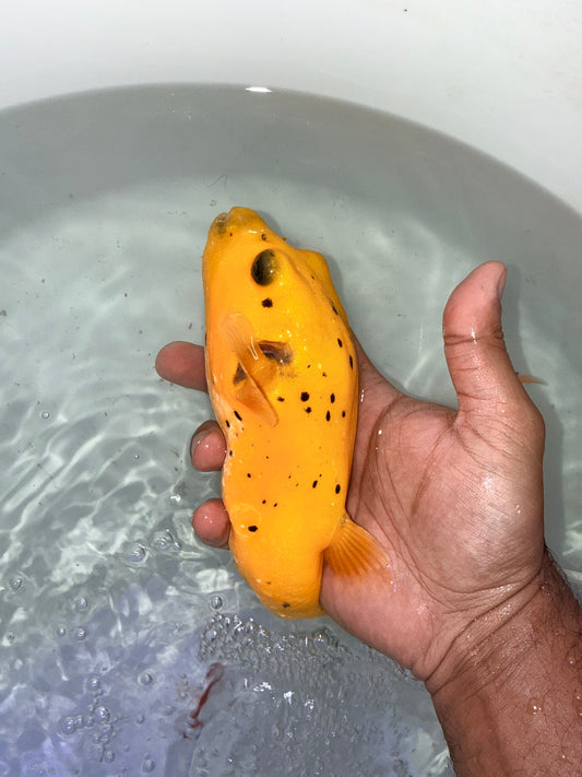 Golden Puffer 8.5” Christmas Island (Arothron meleagris)