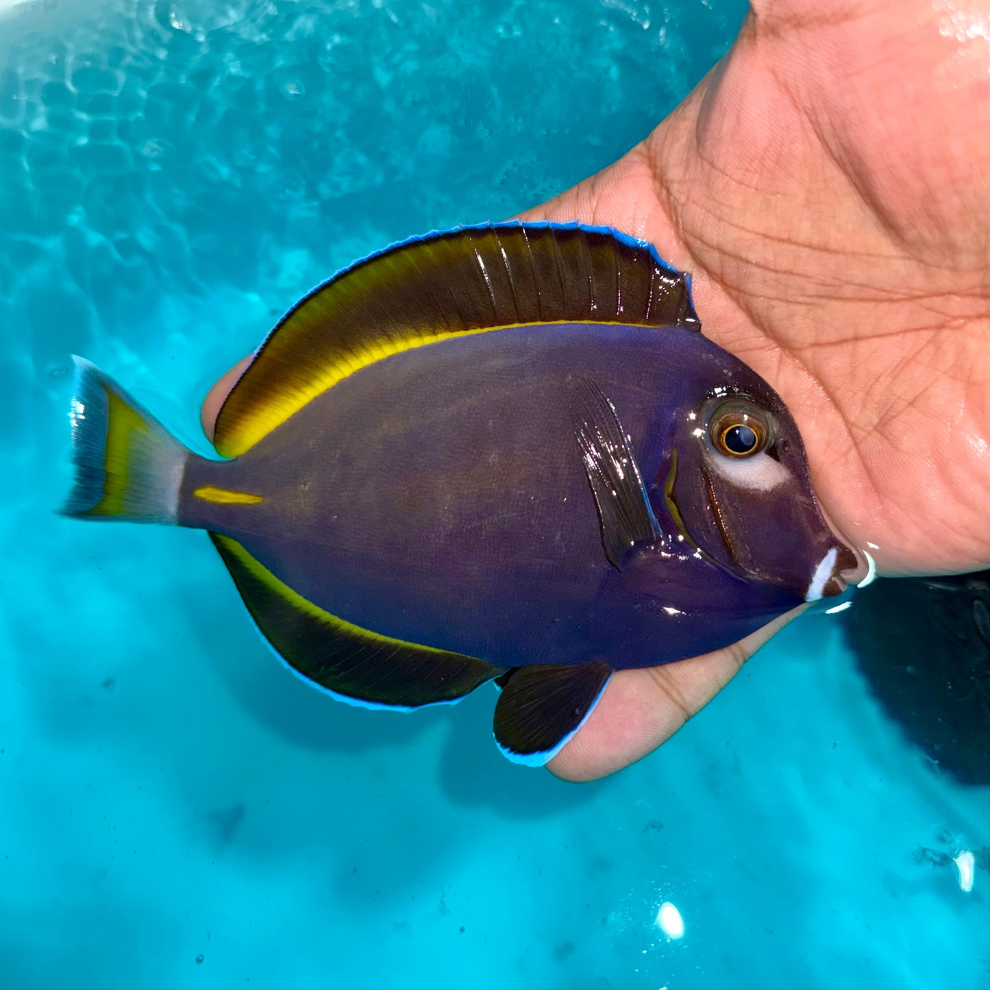 Hybrid powder blue tang 3.5-4”(Acanthurus leucosternon x nigricans)