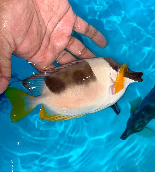 Magnificent Foxface 6-7.5” (Siganus magnificus)