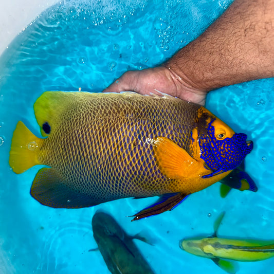 Blueface Angelfish 15-16" (Pomacanthus xanthometopon)