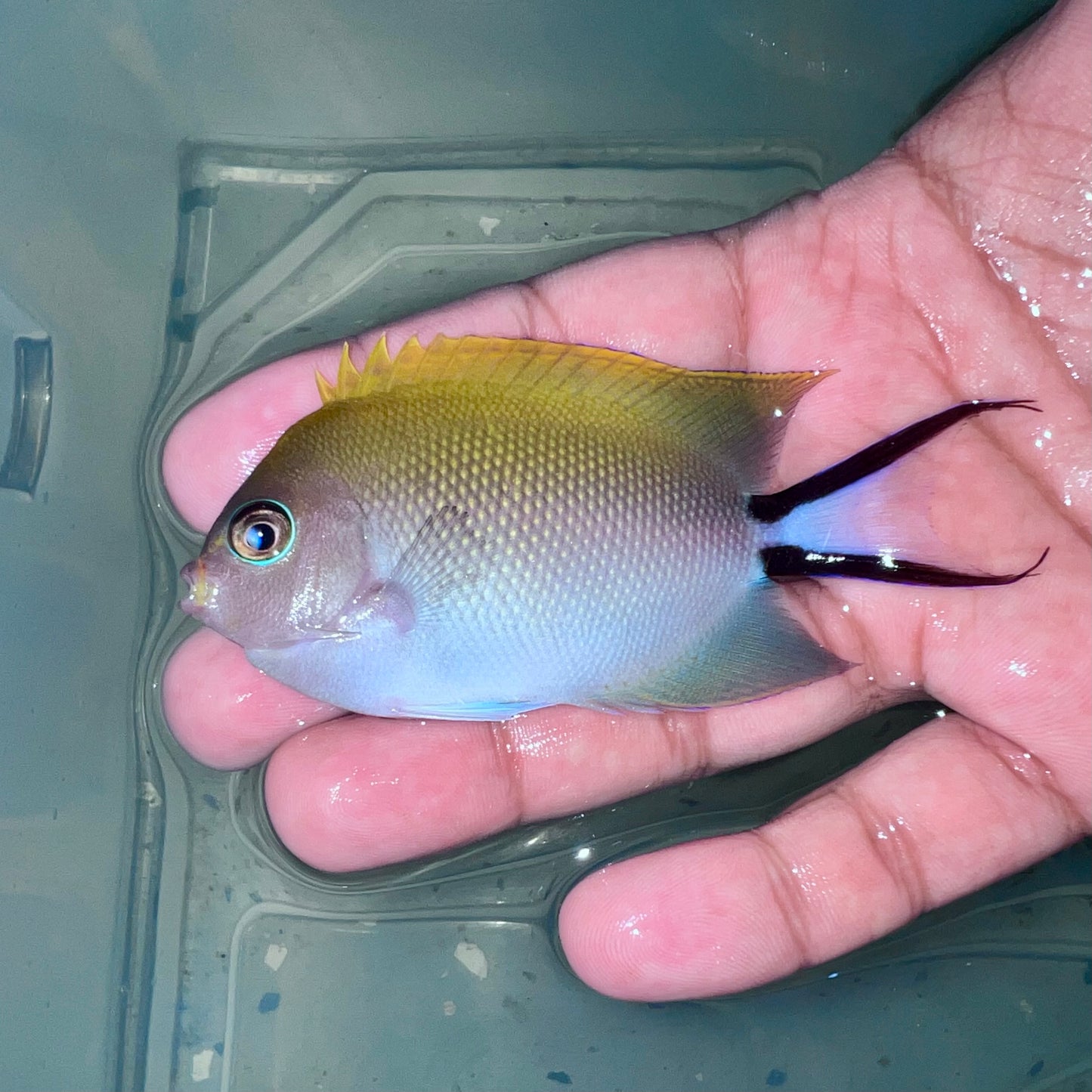 Lyretail Angelfish female 3-4” (Genicanthus melanospilos)