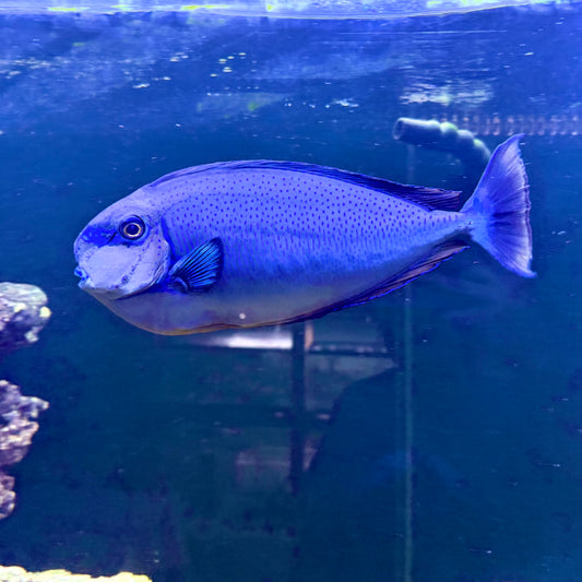 Vlamingii Tang 14”-15” Male (Naso vlamingii)