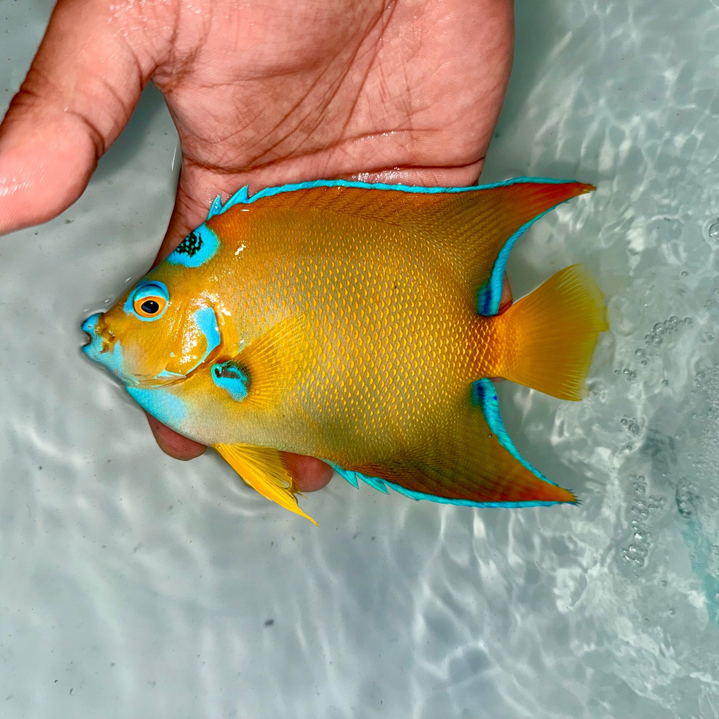 Queen angel juvenile 3.5" (Holacanthus ciliaris)