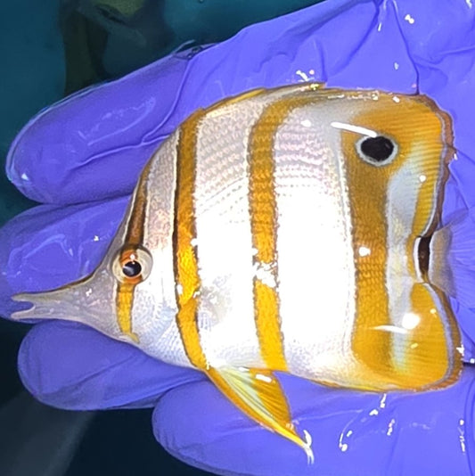 Copperband Butterflyfish (M) (Chelmon rostratus)