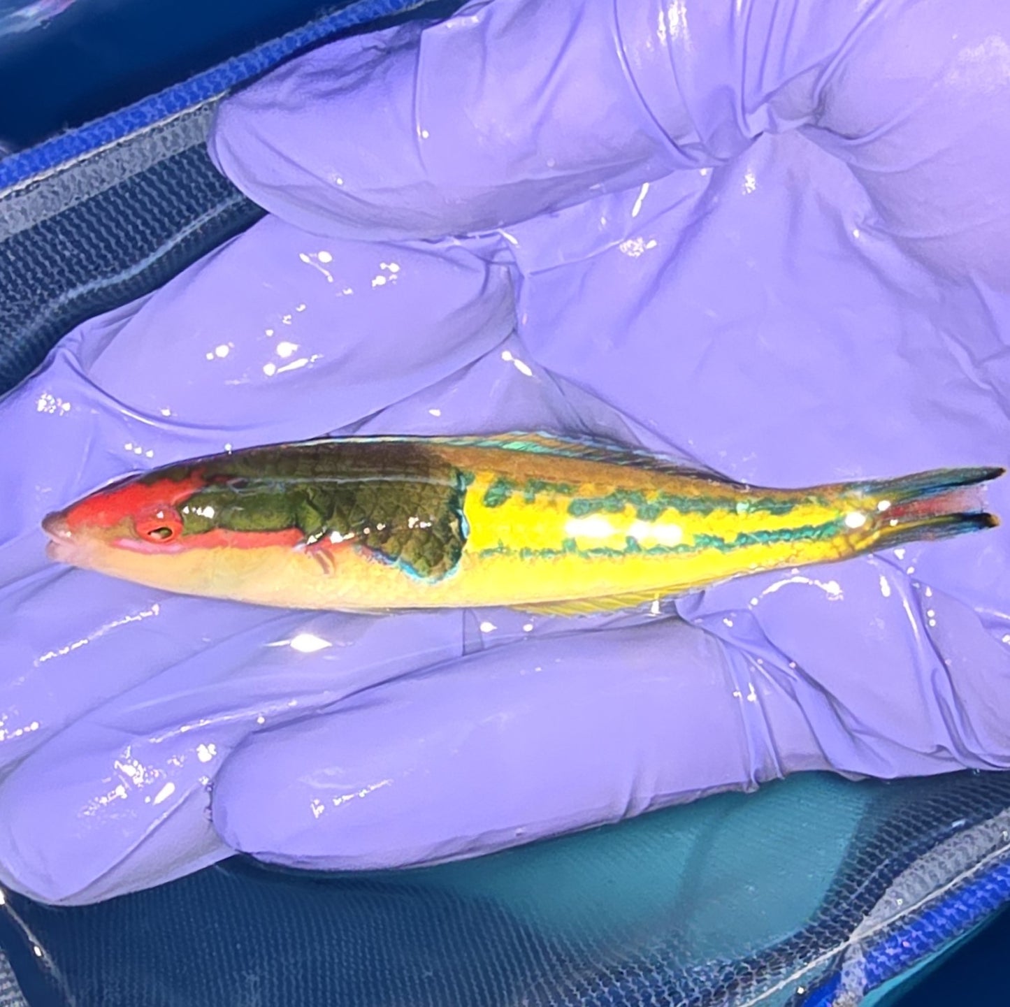 Royal pencil wrasse 4” (Pseudojuloides severnsi)