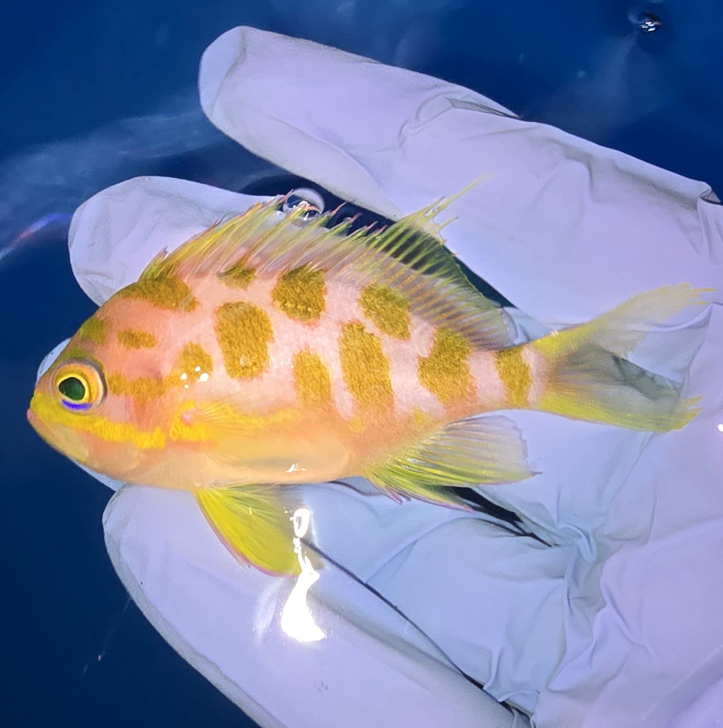 Blotched Anthias 3.5-4”
(Odontanthias borbonius)