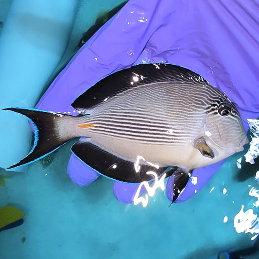 Sohal tang 3.75-4.5” (Acanthurus sohal)