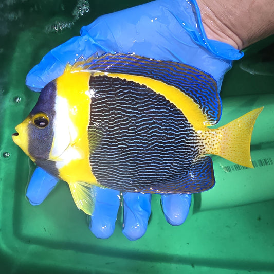 Scribbled Angelfish  Male 7.75" Chaetodontoplus duboulayi)