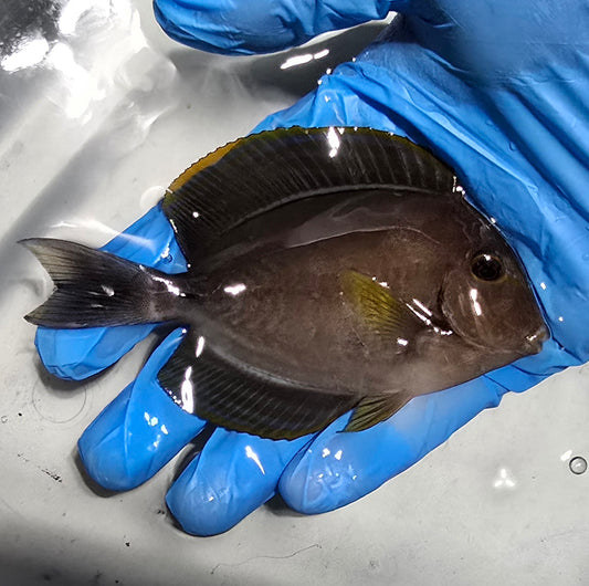 Yellowfin Tang 3.5-4.5" (Acanthurus xanthopterus)