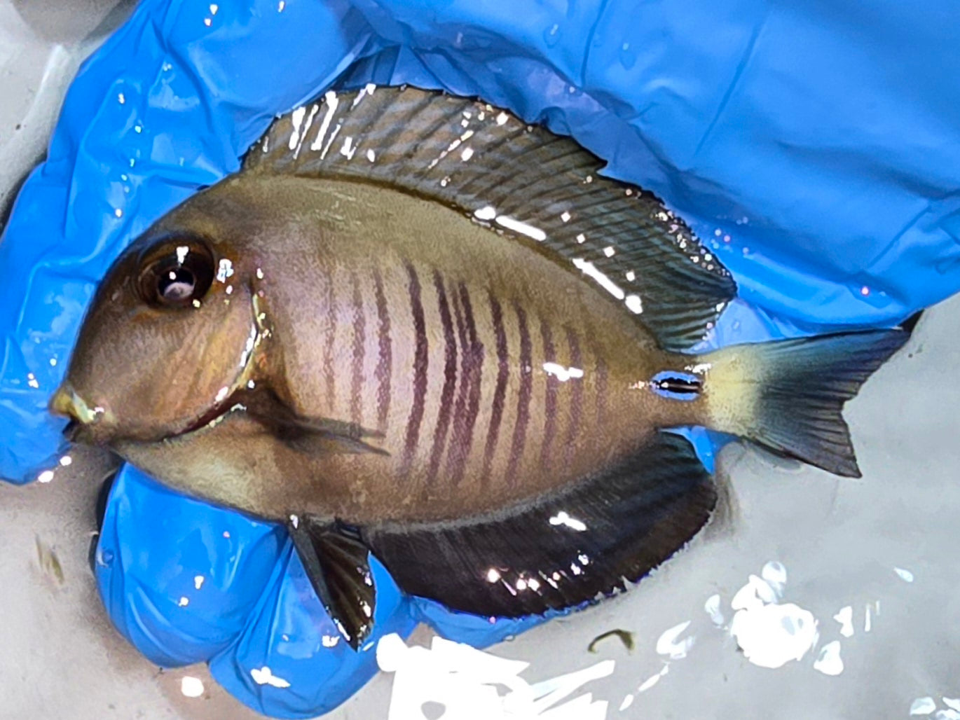 Doctor Surgeonfish 3.5"-4.5" (Acanthurus chirurgus)