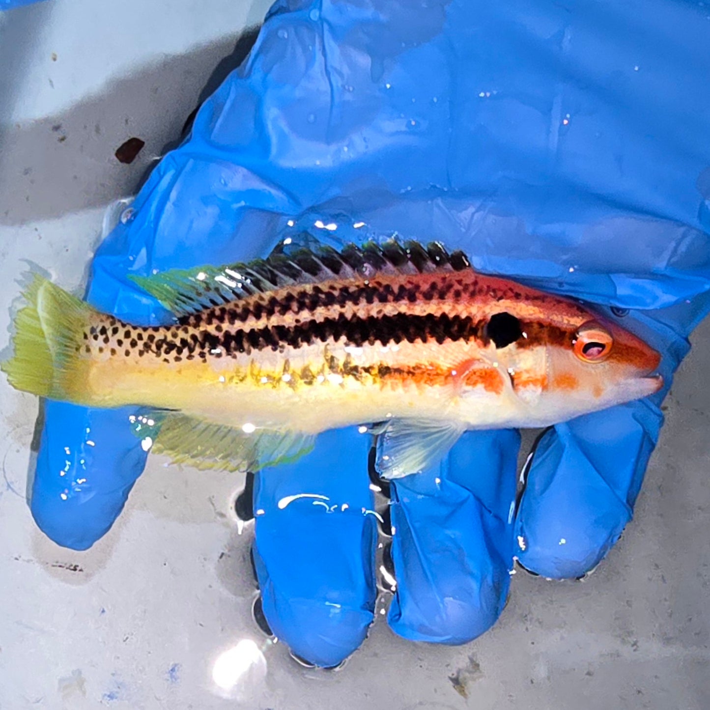 Izu Hogfish (Bodianus izuensis) 4-5"