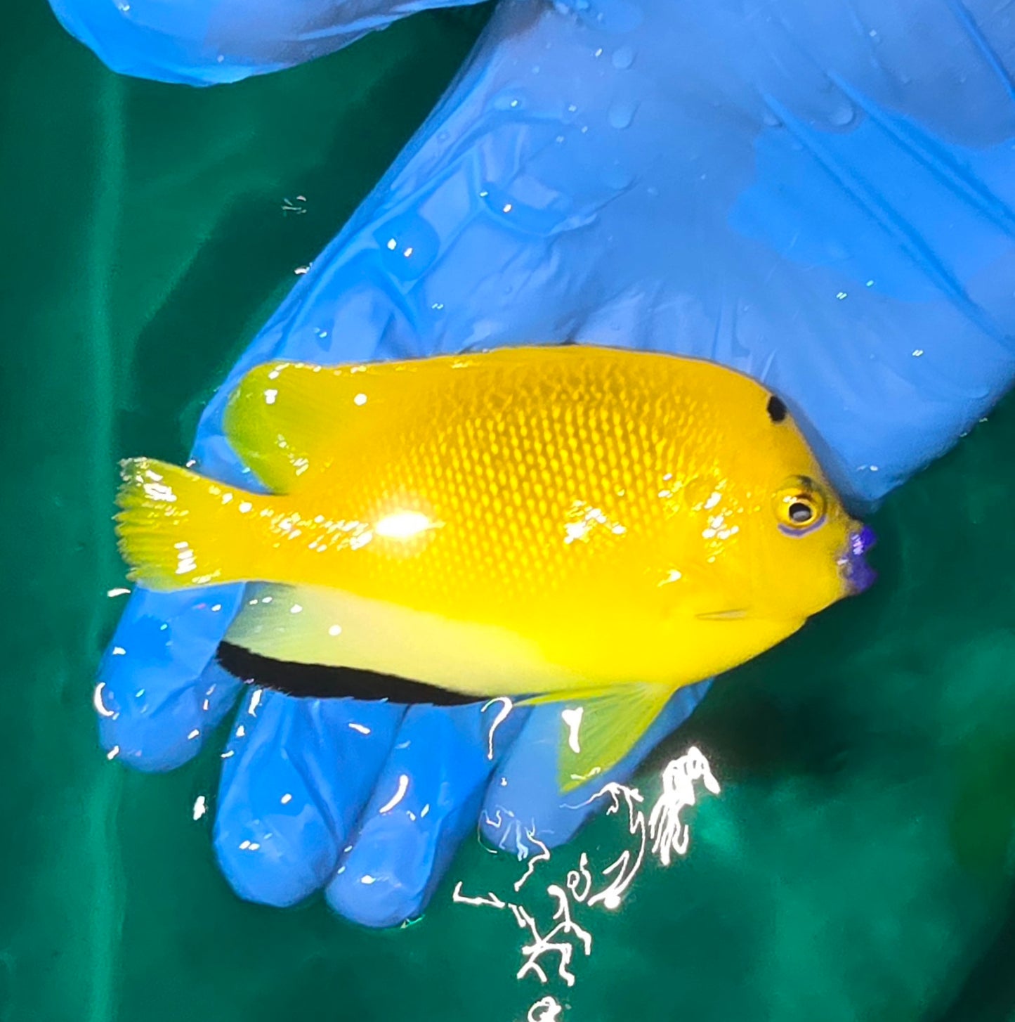 Flagfin angel 3.75-4.25” (Apolemichthys trimaculatus)