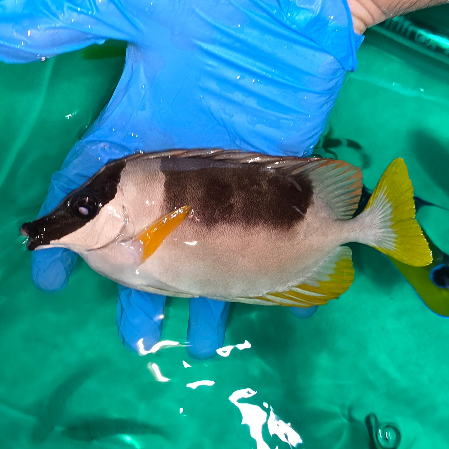 Magnificent Foxface 6-7.5” (Siganus magnificus)