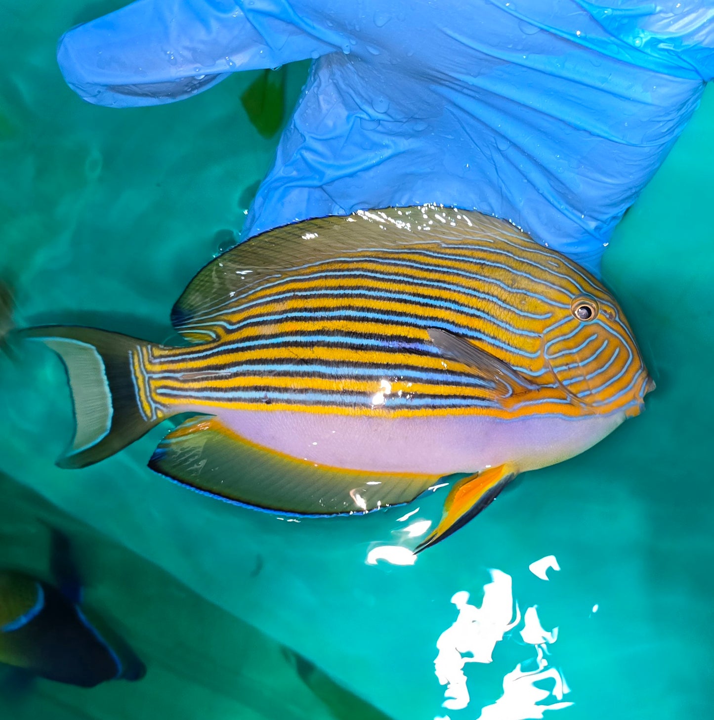 Clown Tang 7" Acanthurus lineatus