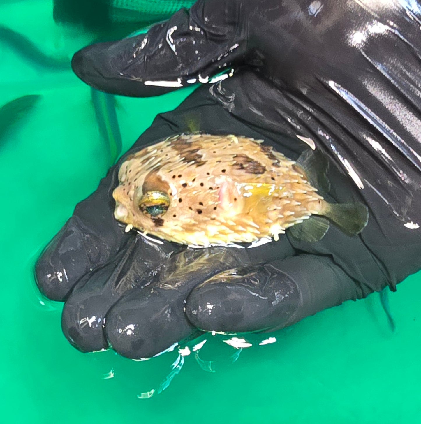 Porcupine Pufferfish ~3" (Diodon holocanthus)