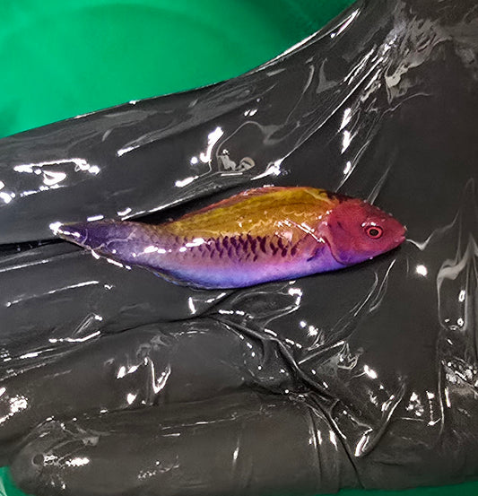 Orange-Back Fairy Wrasse (Cirrhilabrus aurantidorsalis)