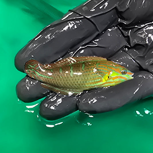 Melanarus wrasse 3” (Halichoeres melanurus)