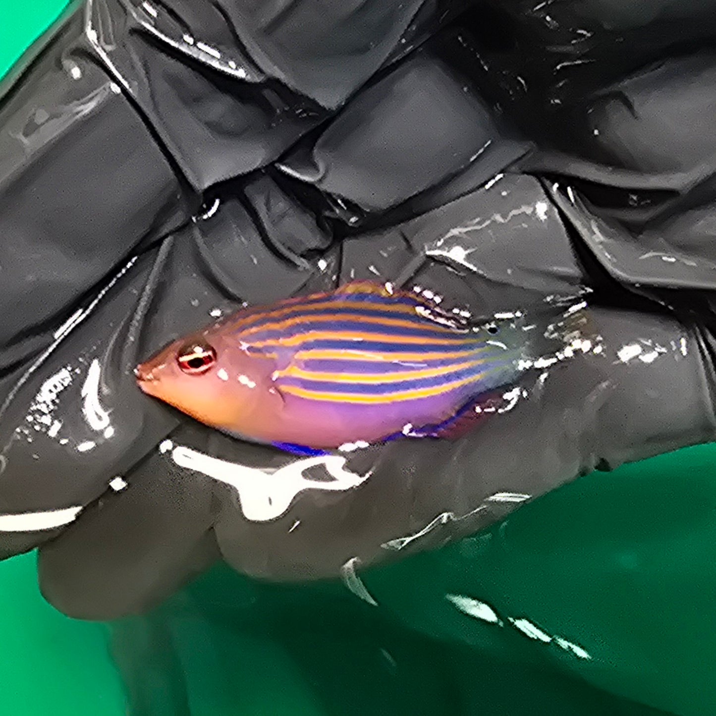Six Line Wrasse ~2" (Pseudocheilinus hexataenia)