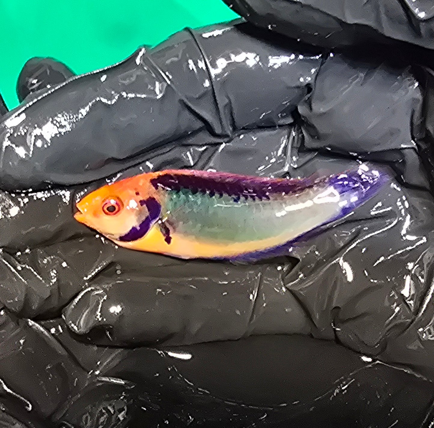 Clown Fairy Wrasse ~2" (Cirrhilabrus aquamarinus)