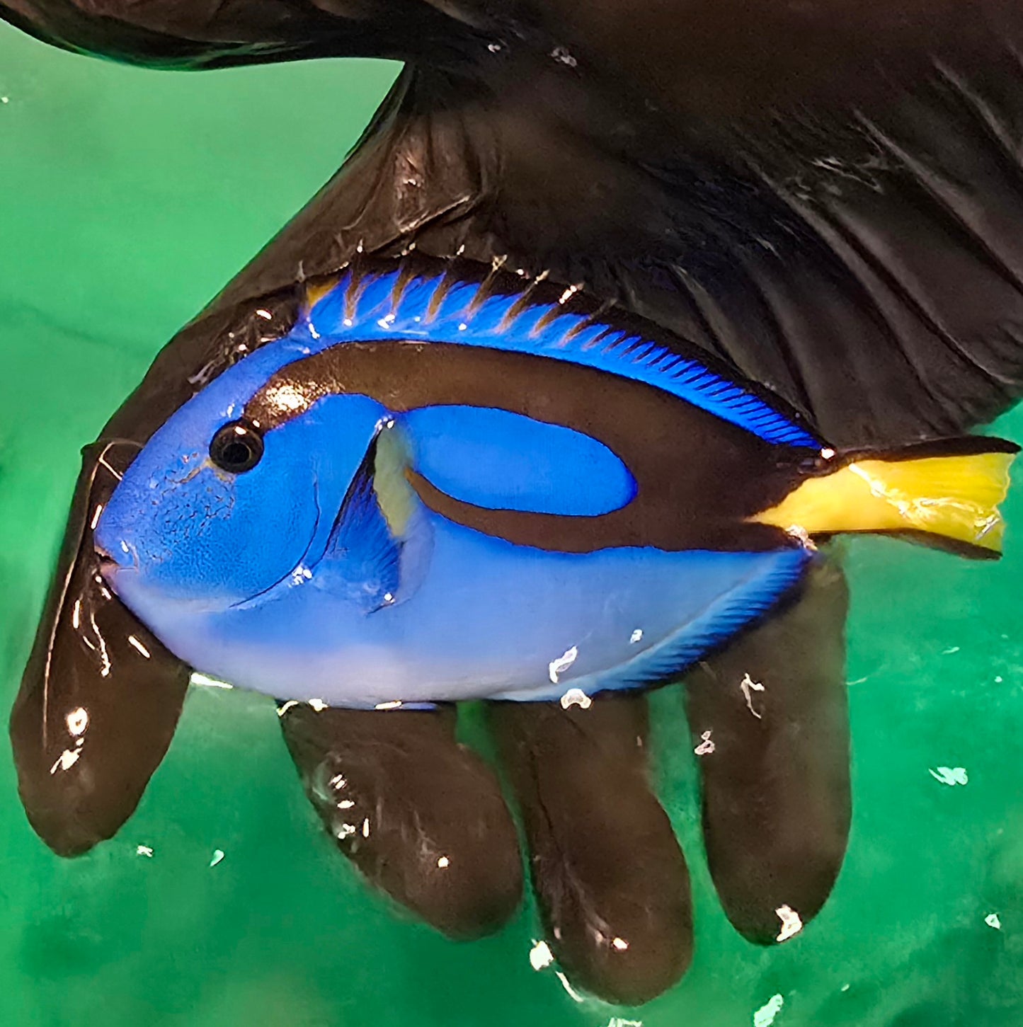 Blue hippo tang ~5" (Paracanthurus hepatus)