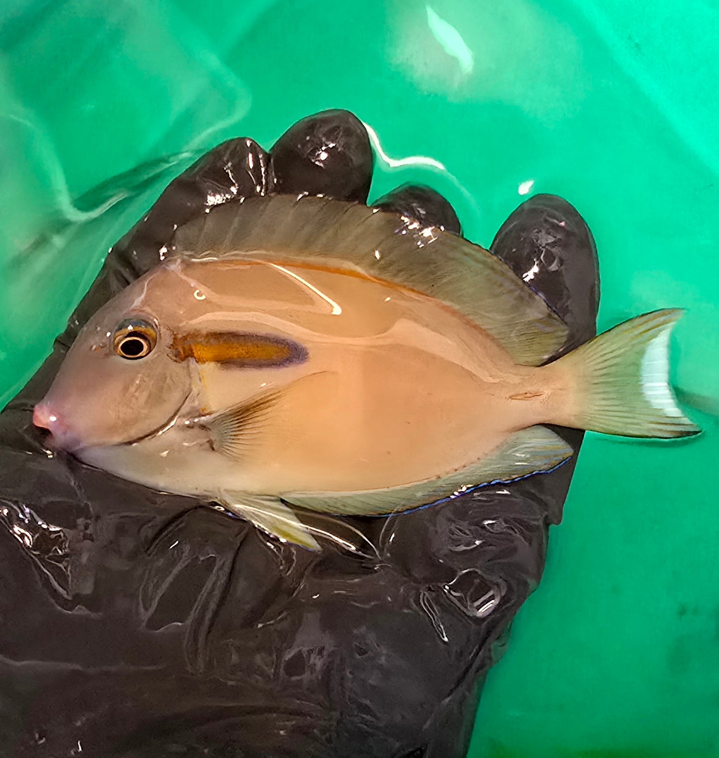 Orange shoulder tang ~4” (Acanthurus olivaceus)