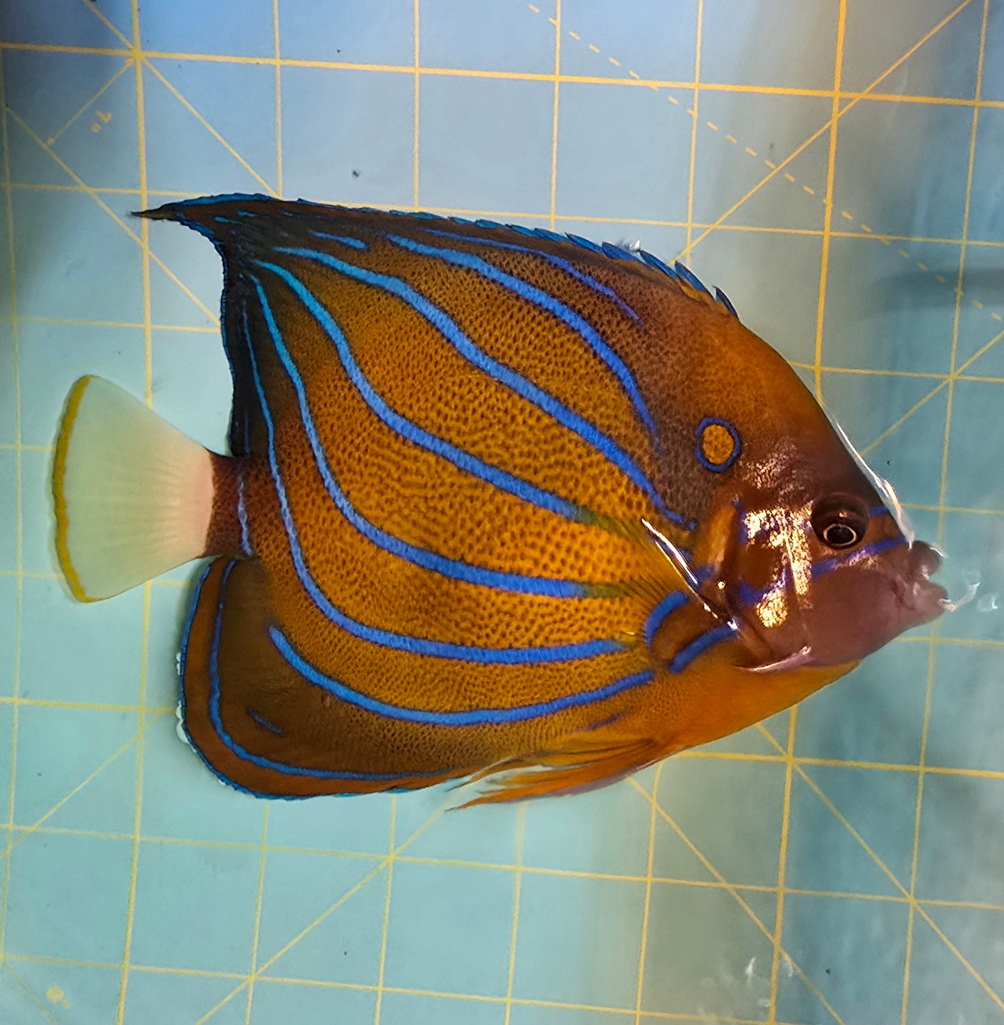 Annularis Angel ~7" (Pomacanthus annularis)