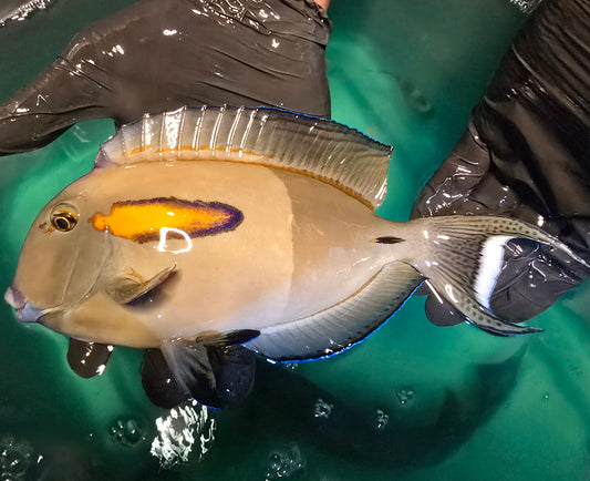 Orange shoulder tang ~11” (Acanthurus olivaceus)