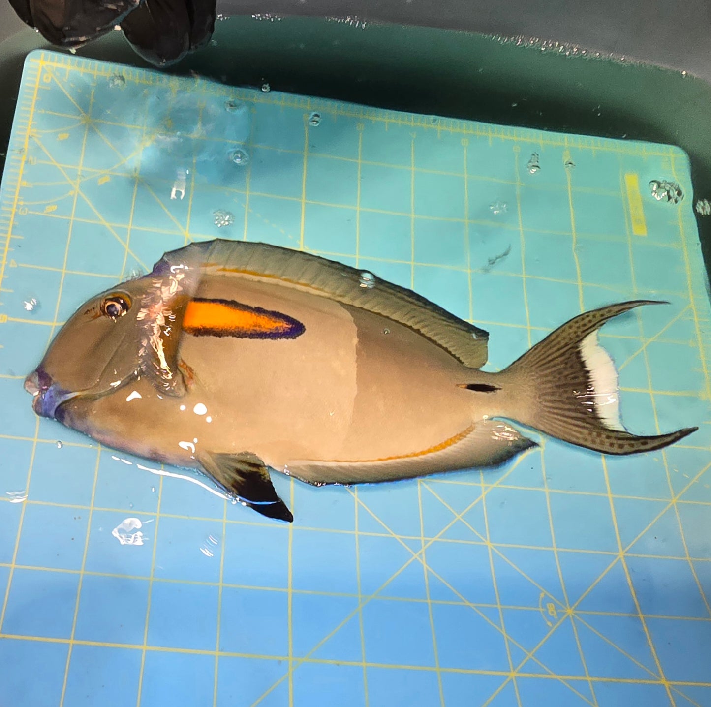 Orange shoulder tang ~11” (Acanthurus olivaceus)