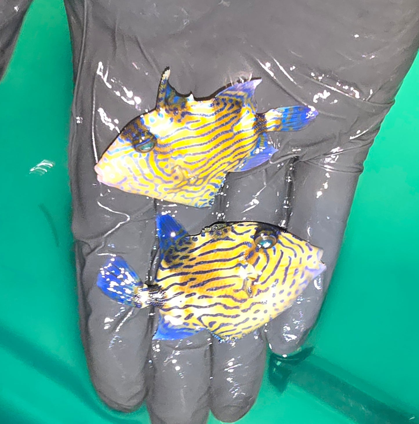Bluelined Triggerfish ~3” (Pseudobalistes fuscus)