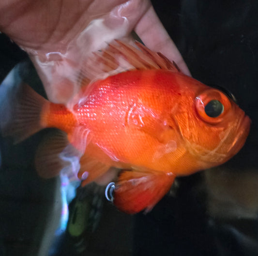 Popeye Catalufa fish 5-6" (Pristigenys serrula)
