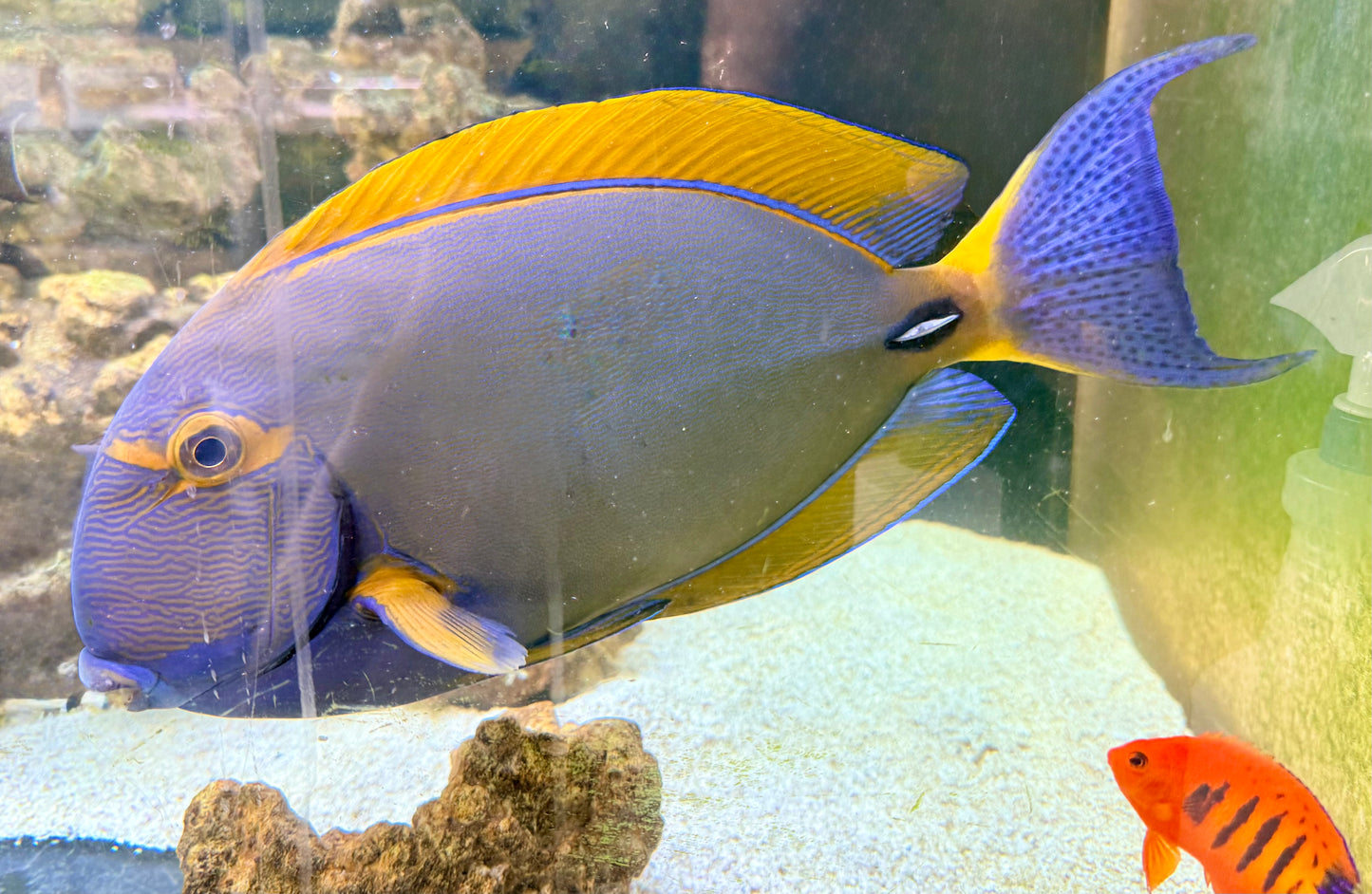 Dussumeri Tang 20” (Acanthurus dussumieri) airport to airport only