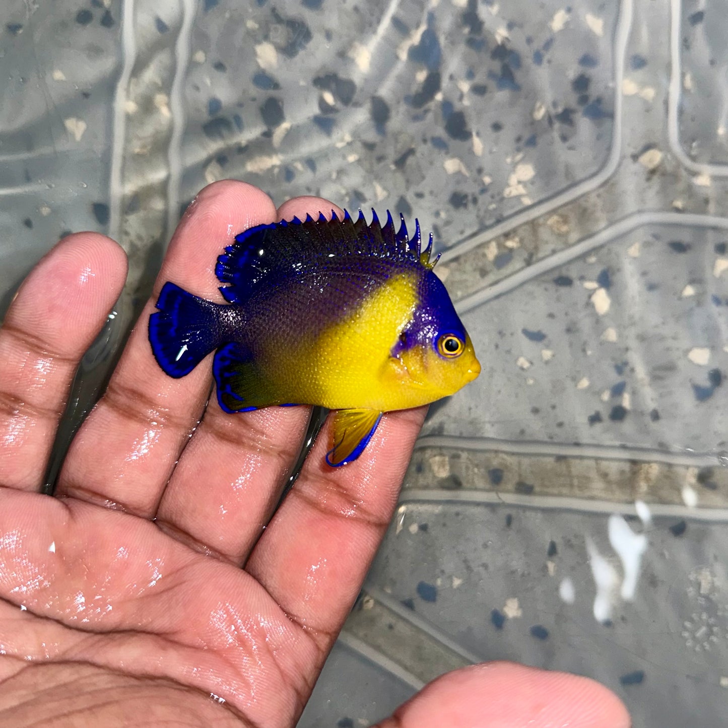 Venustus Angelfish 2.5” (Paracentropyge venusta)