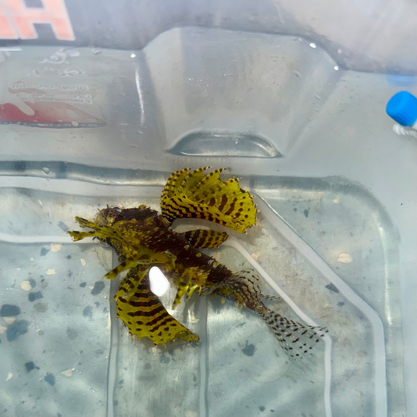 Yellow Fuzzy Dwarf Lionfish 3-3.5” (Dendrochirus brachypterus)
