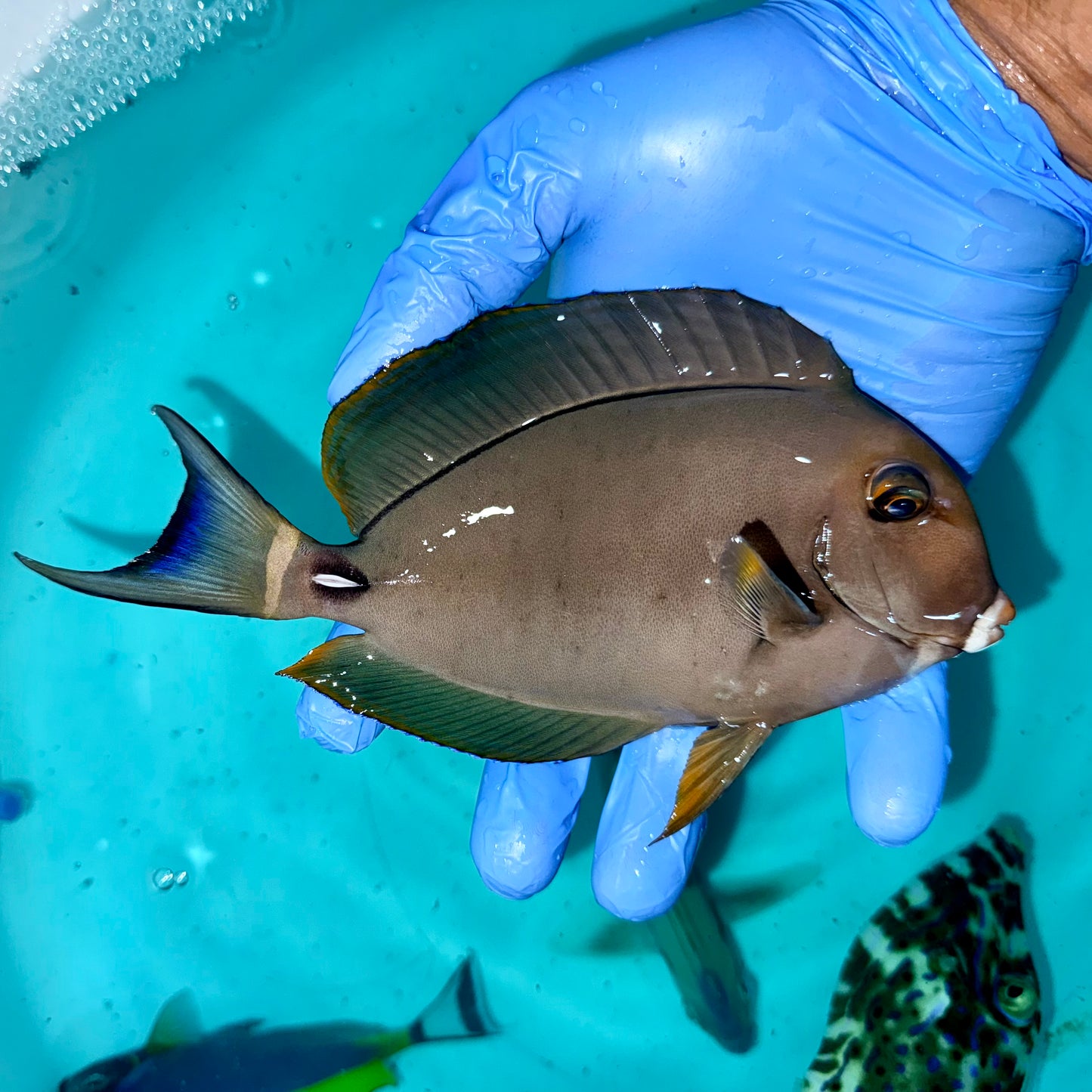 White Face Tang 5”
(Acanthurus leucocheilus)