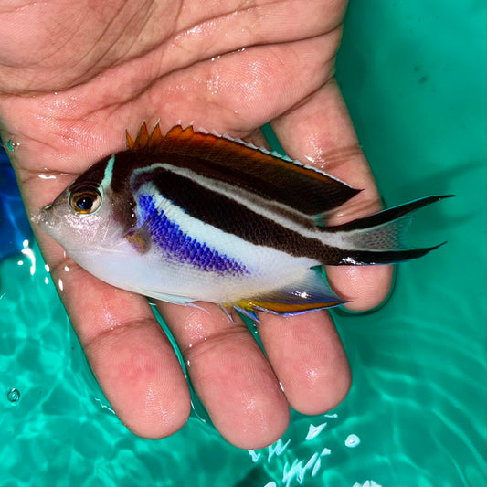 Bellus Angelfish Female 3.5”
(Genicanthus bellus)