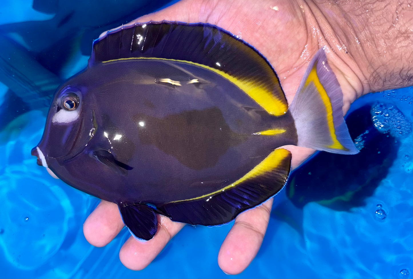 Gold rim tang 6-7” (Acanthurus nigricans)