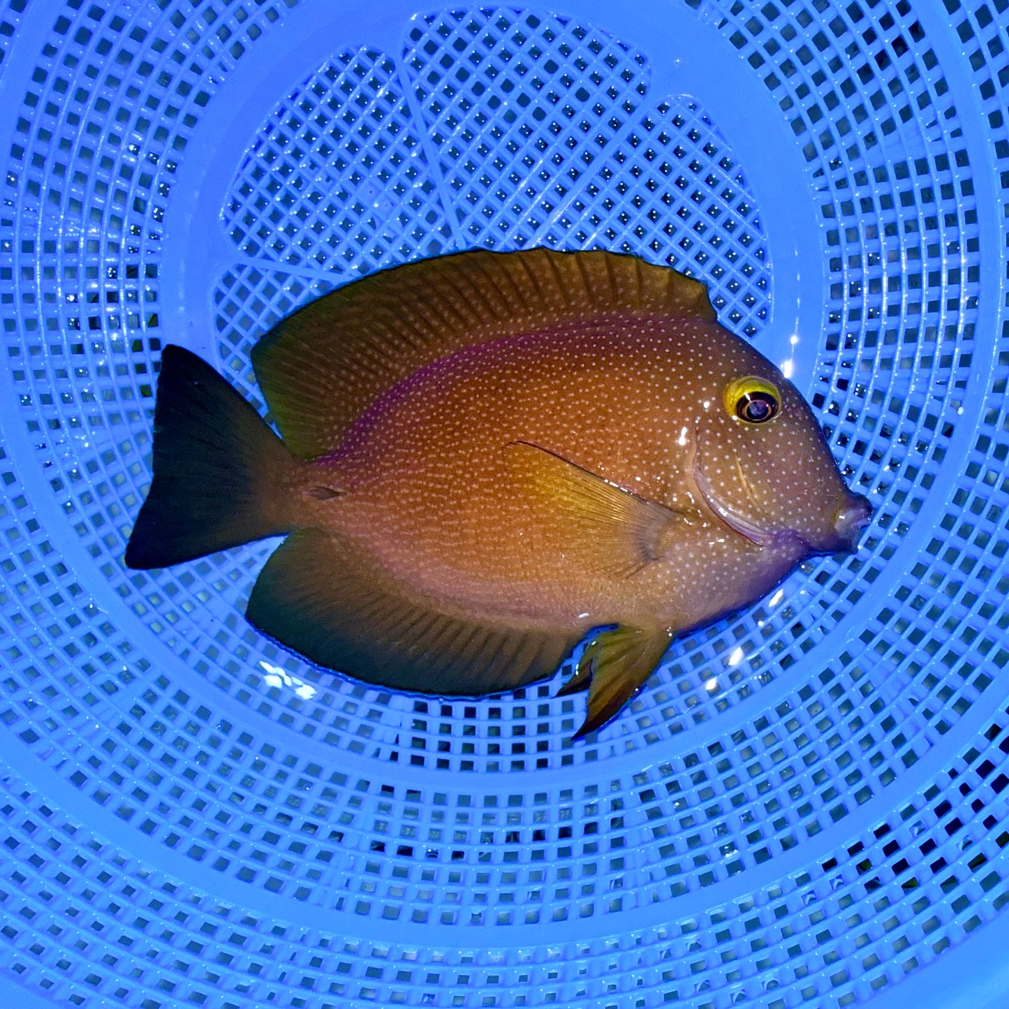 Spotted yellow eye Kole tang 7” (Ctenochaetus strigosus)