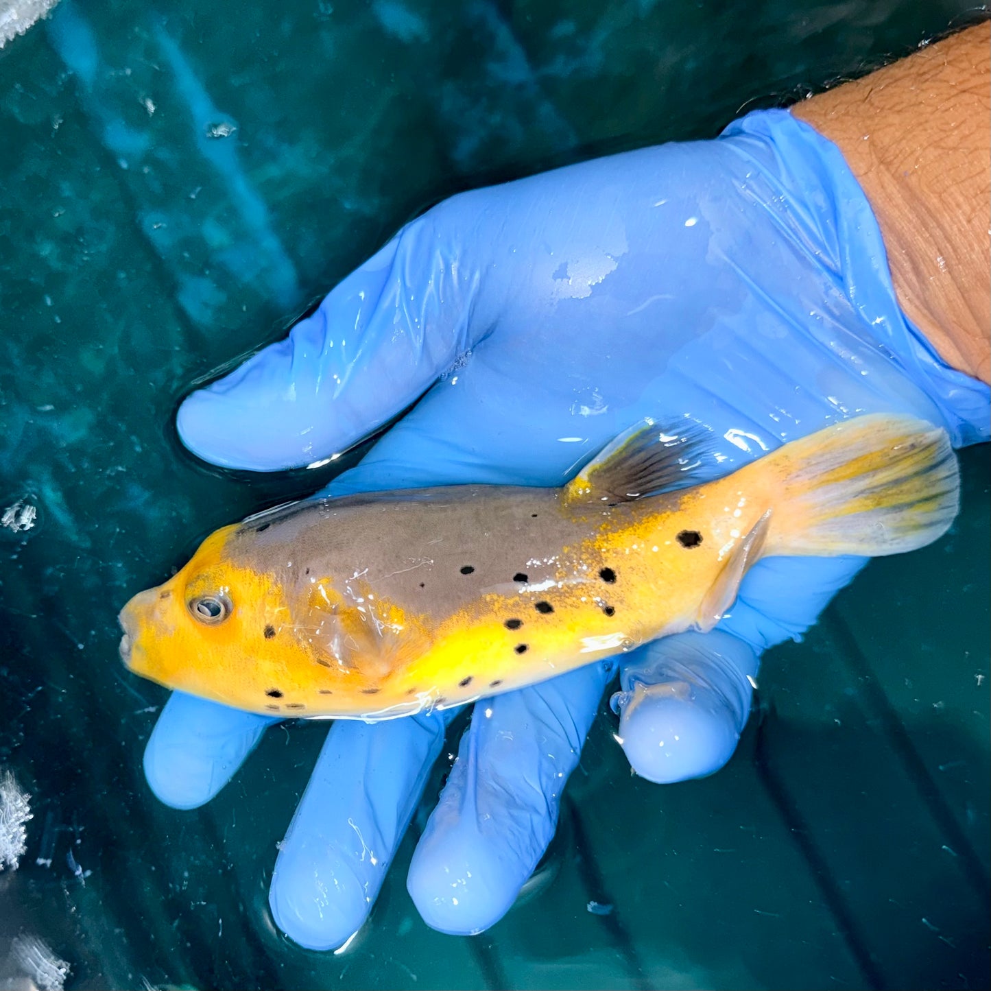 Yellow Belly Dogface Pufferfish 5-6” (Arothron nigropunctatus)