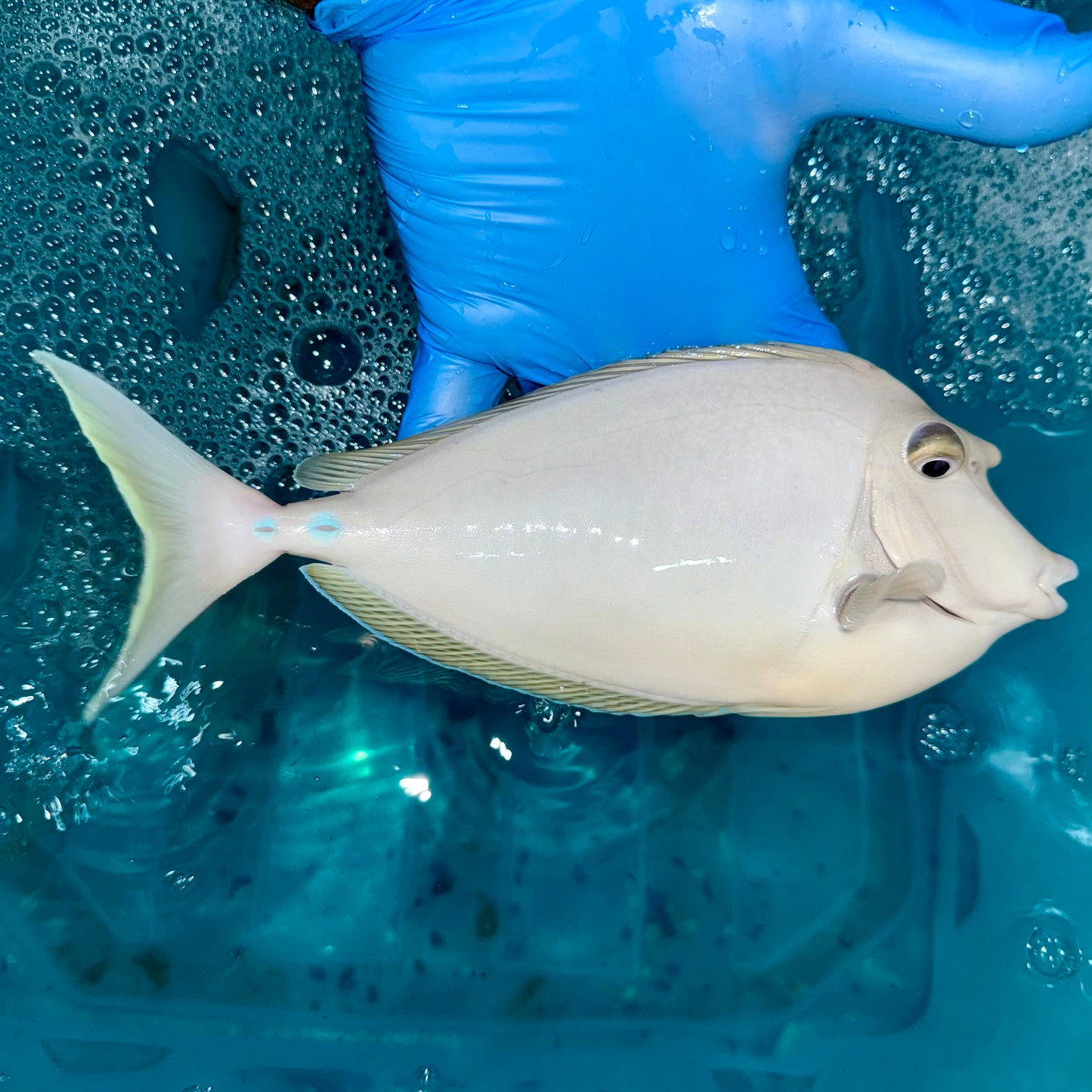 Blue spine unicorn tang 8-9” (Naso unicornis)