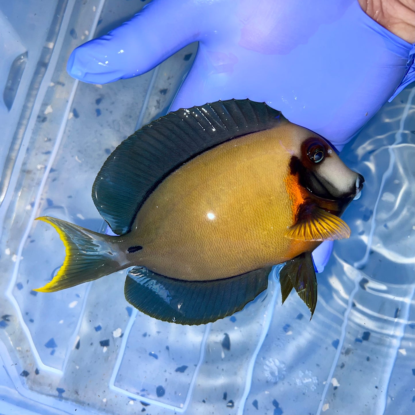 Chocolate Tang 7-7.5” (Acanthurus pyroferus)