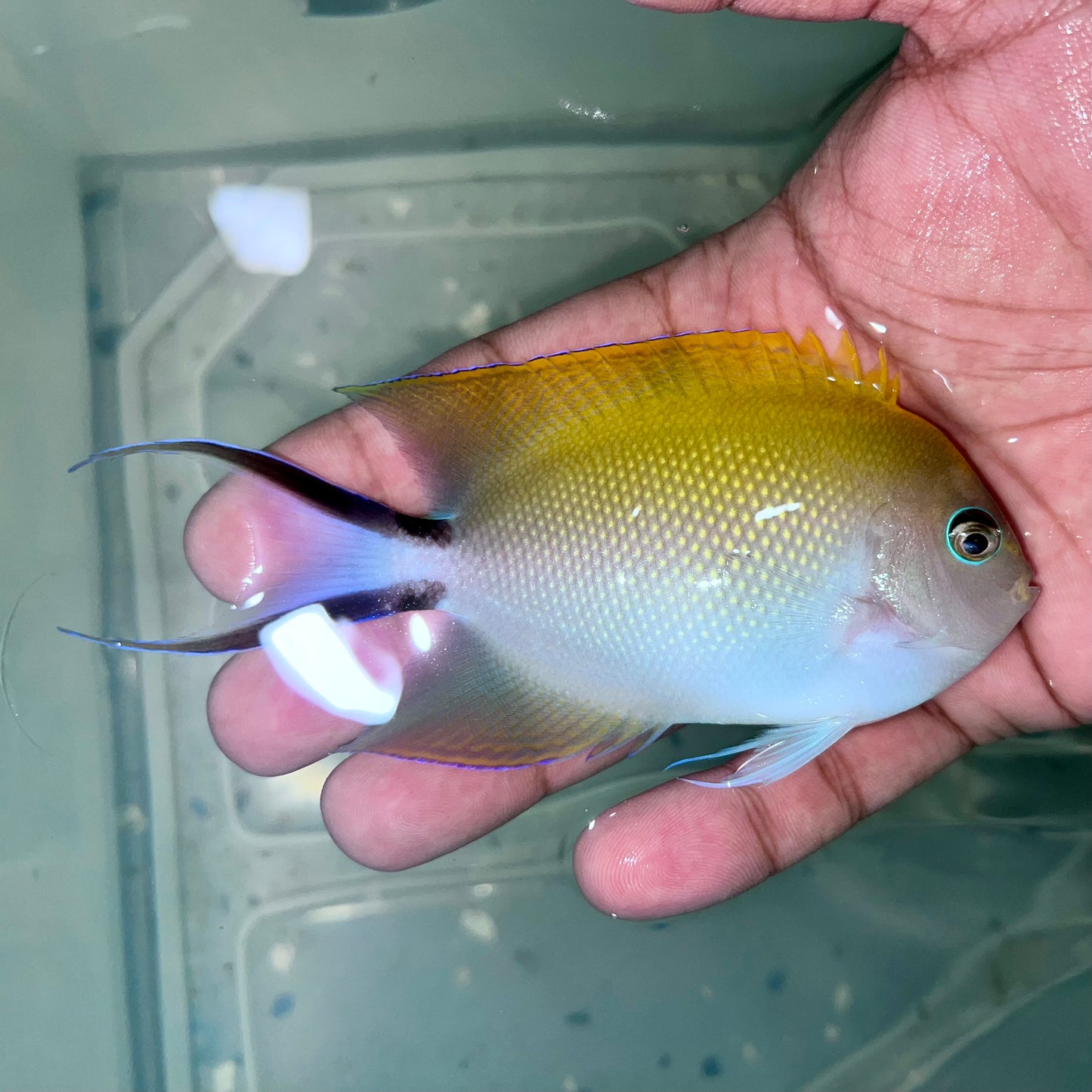 Lyretail Angelfish female 3-4” (Genicanthus melanospilos)