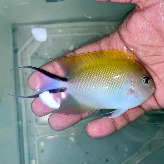 Lyretail Angelfish female 3-4” (Genicanthus melanospilos)