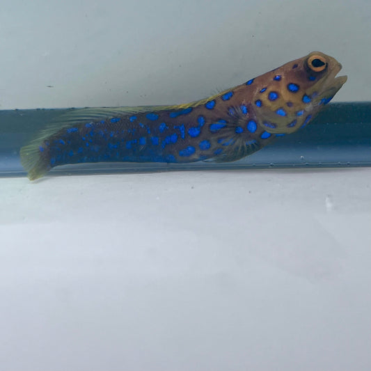 Blue spot jawfish 3-4” (Opistognathus rosenblatti)